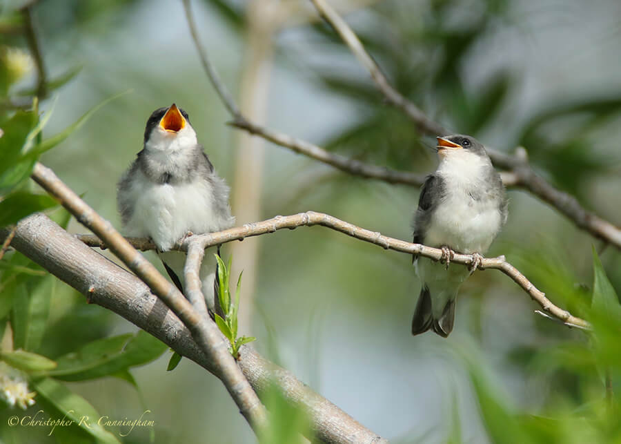 Baby American Tree Swallows, Potter Marsh, Alaska