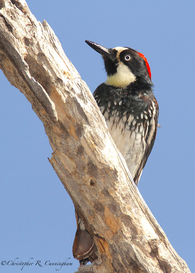 Acorn Woodpecker. Cave Creek Canyon, Arizona