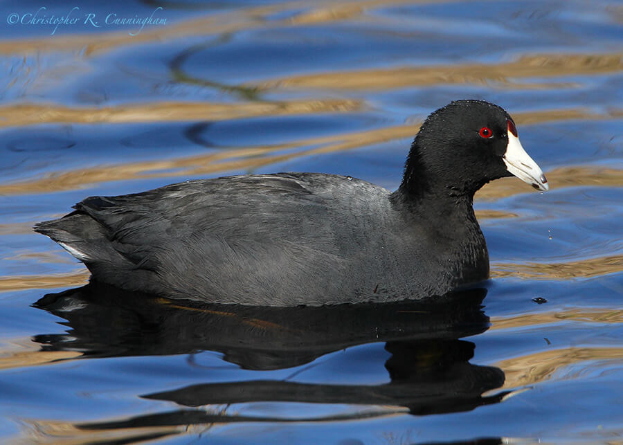 American Coot Surrounded by Waves of Psionic Energy, Pilant Lake, Brazos Bend State Park, Texas
