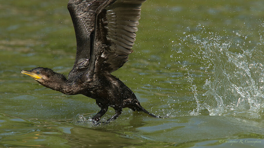 Neotropic Cormorant Take-off! Fiorenza Park, Houston, Texas