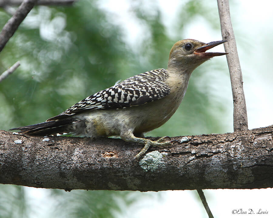 Fledgling Golden-fronted Woodpecker, Santa Ana National Wildlife Refuge, Texas