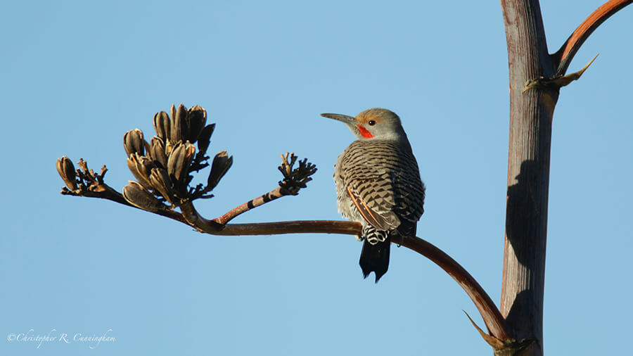 Northern Flicker (red-shafted), Cave Creek Canyon, Arizona