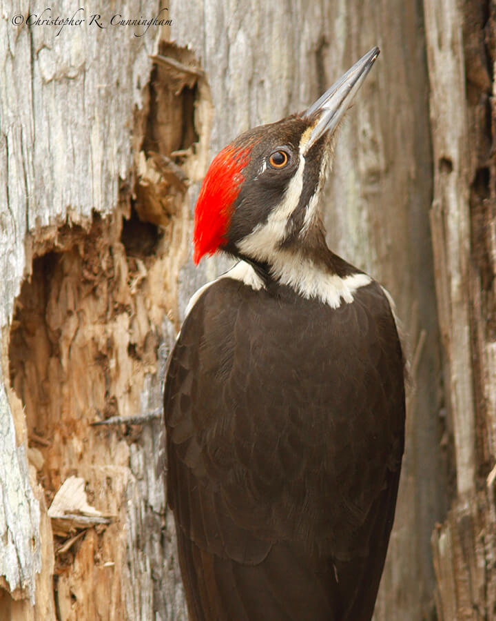 Pileated Woodpecker, Kalaloch Beach, Olympic Peninsula, Washington