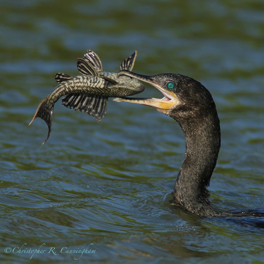 Neotropic Cormorant wiht Crunchy Snack-treat, Fiorenza Park, Houston, Texas