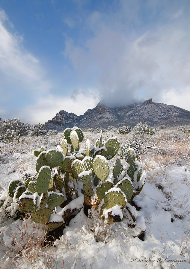 Chihuahuan Desert in Snow, Cave Creek Canyon, Arizona