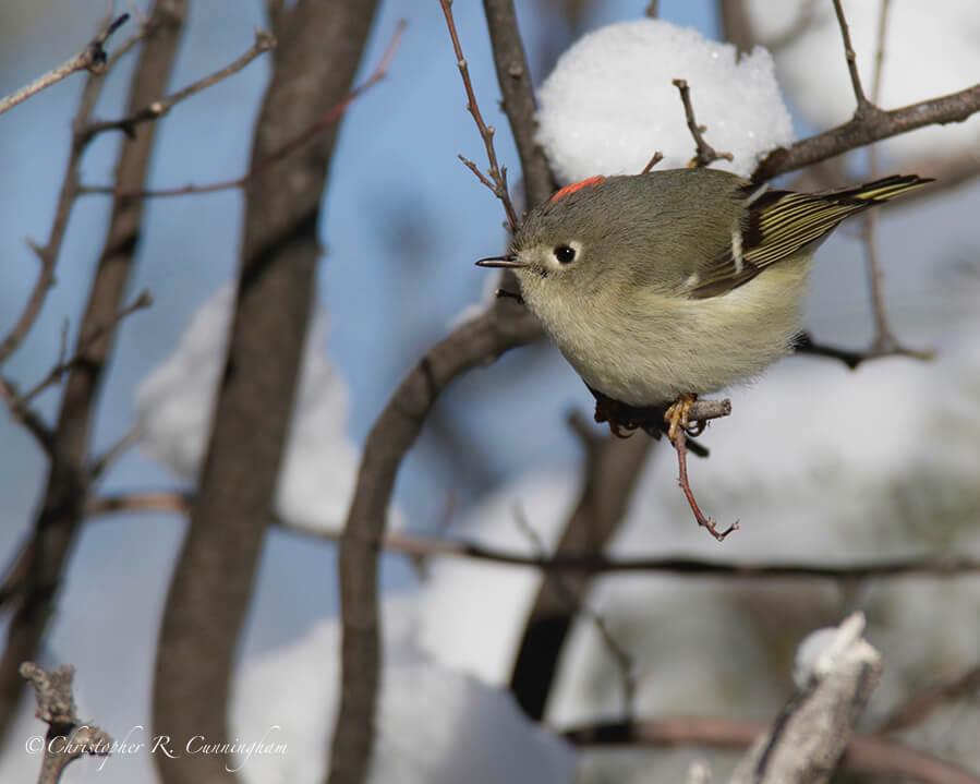 Ruby-crowned Kinglet in Snowy Thicket, Cave Creek Canyon, Arizona