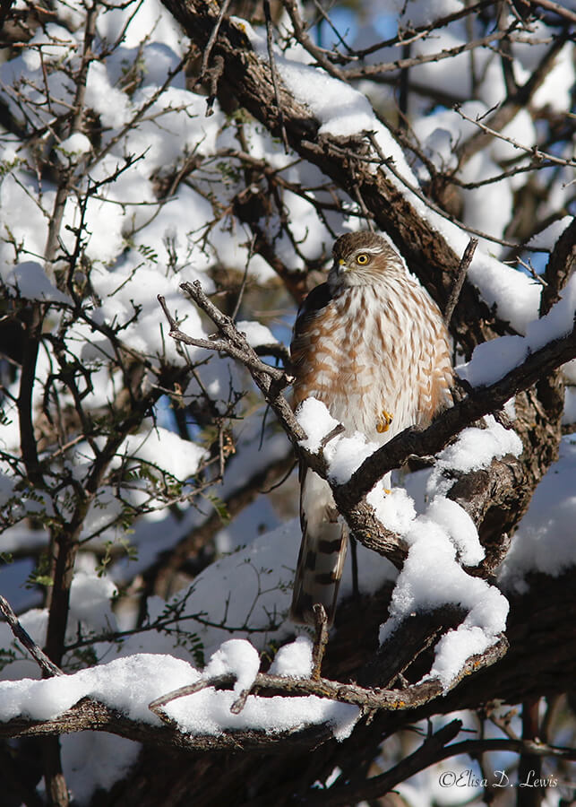 Sharp-shinned Hawk, Cave Creek Canyon, Arizona