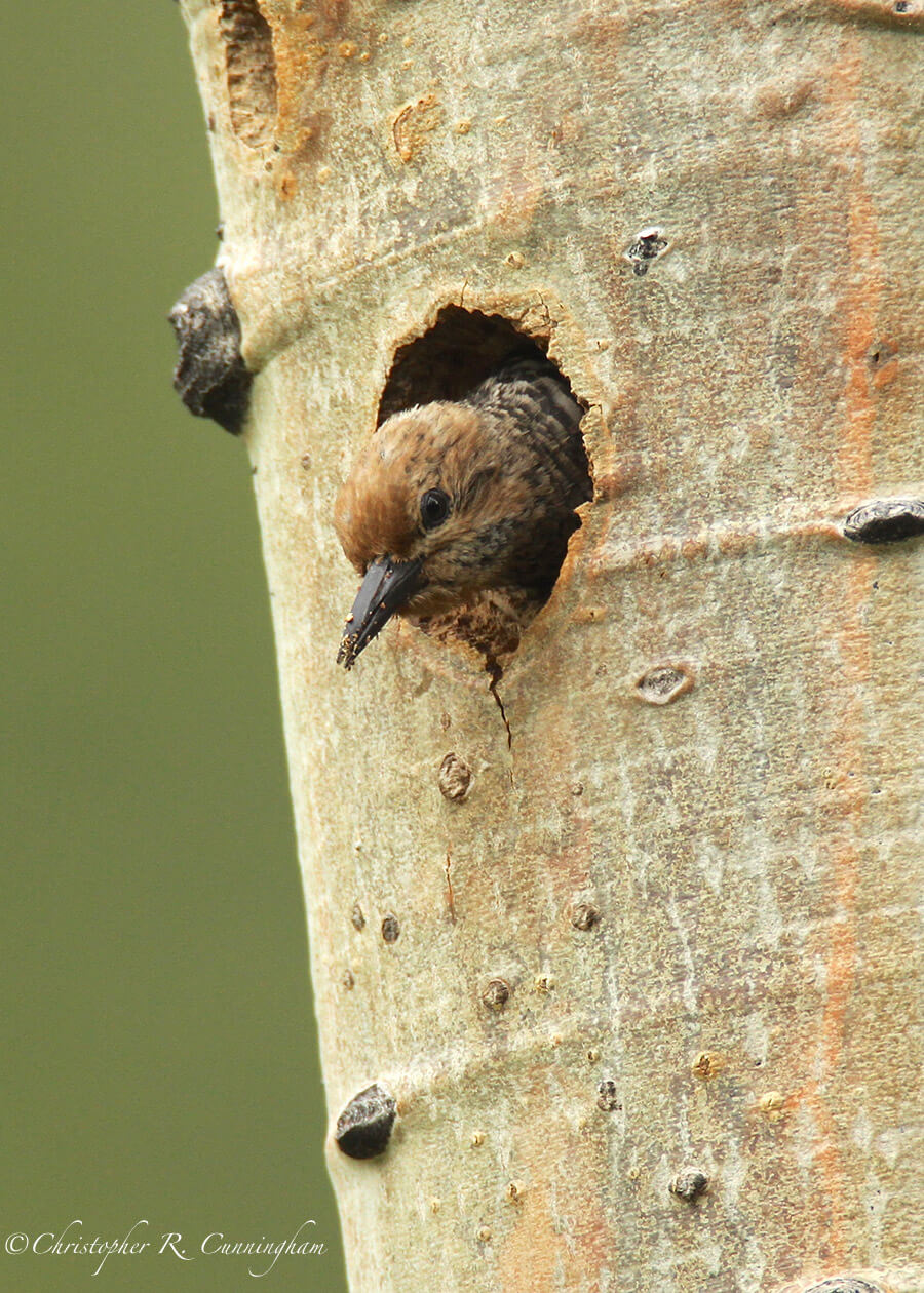 Female Williamson's Sapsucker, Rocky Mountain National Park, Colorado