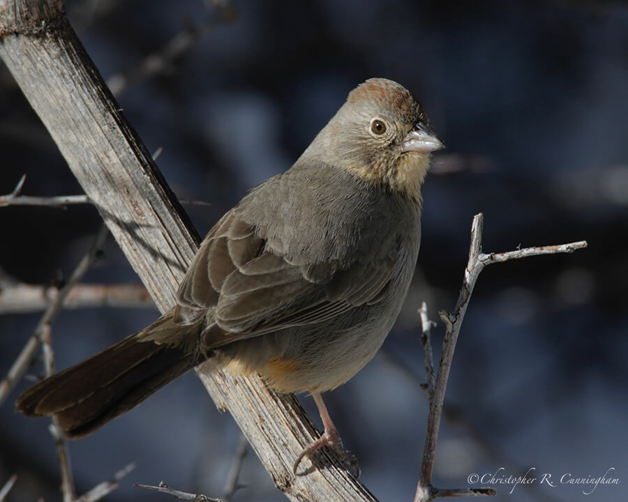 Canyon Towhee, Cave Creek Canyon, Arizona