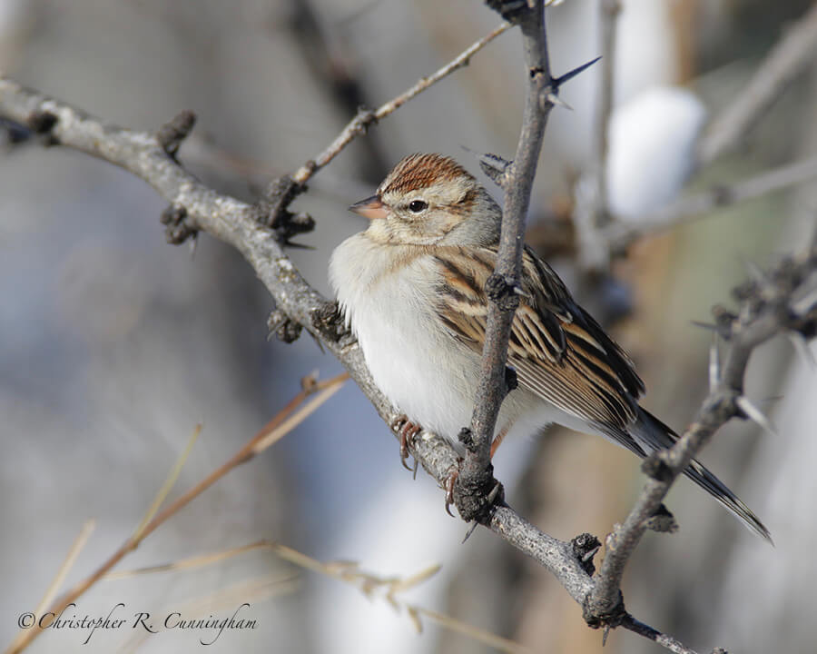 Chipping Sparrow (Winter), Cave Creek Canyon, Arizona