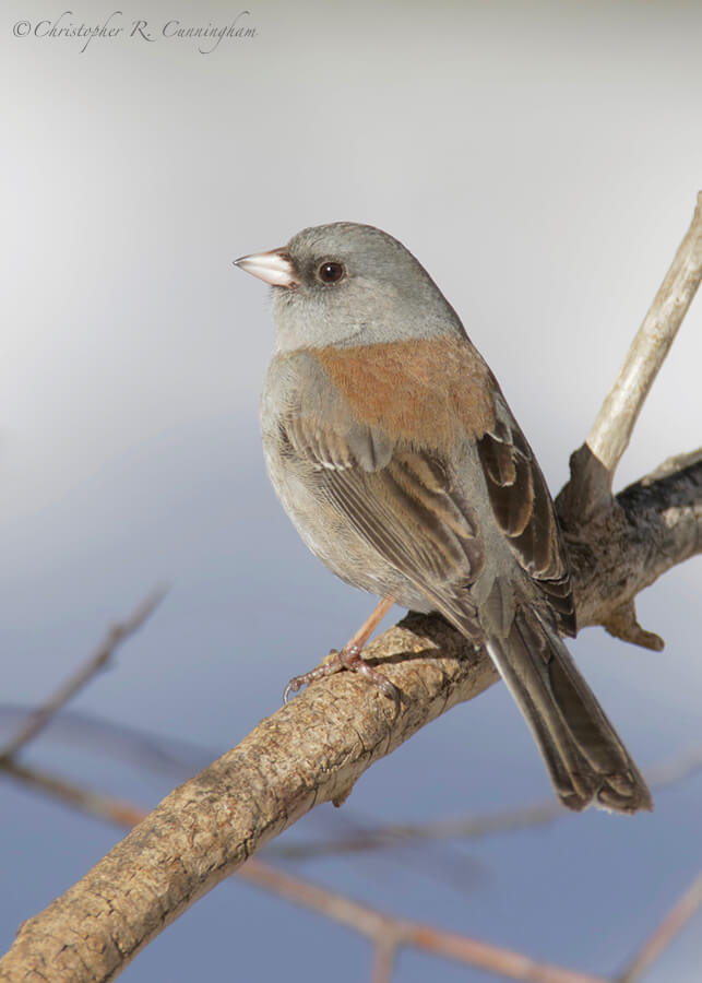 Dark-eyed Junco, Cave Creek Canyon, Arizona