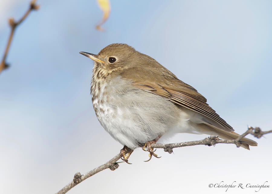 Hermit Thrush, Cave Creek Canyon, Arizona