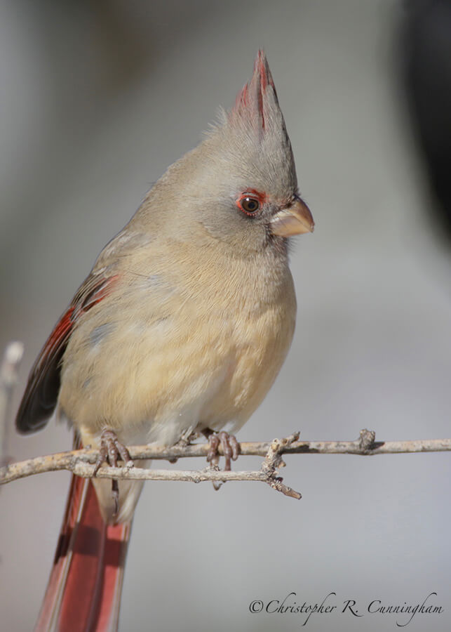 Pyrrhuloxia, Cave Creek Canyon, Arizona