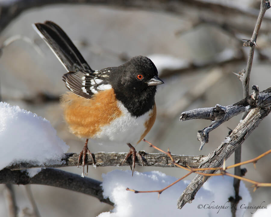 Spotted Towhee, Cave Creek Canyon, Arizona