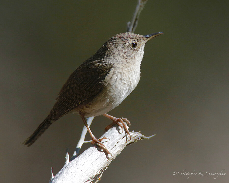 House Wren, South Fork, Cave Creek Canyon, Arizona