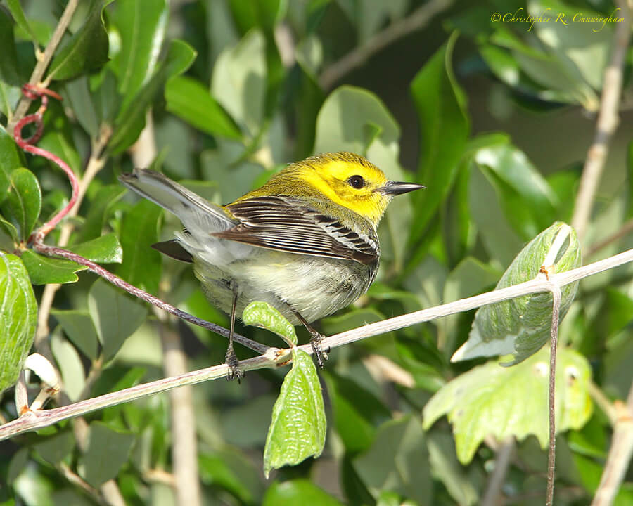 Black-throated Green Warbler, Lafitte's Cove, Galveston Island, Texas