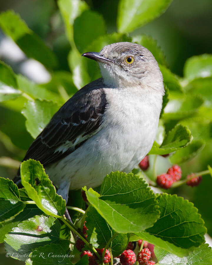 Northern Mockingbird on Red Mulberry, Lafitte's Cove, Galveston Island, Texas