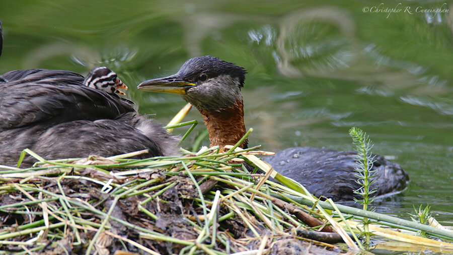 Response: A Red-necked Grebe Parent brings food, Alaska