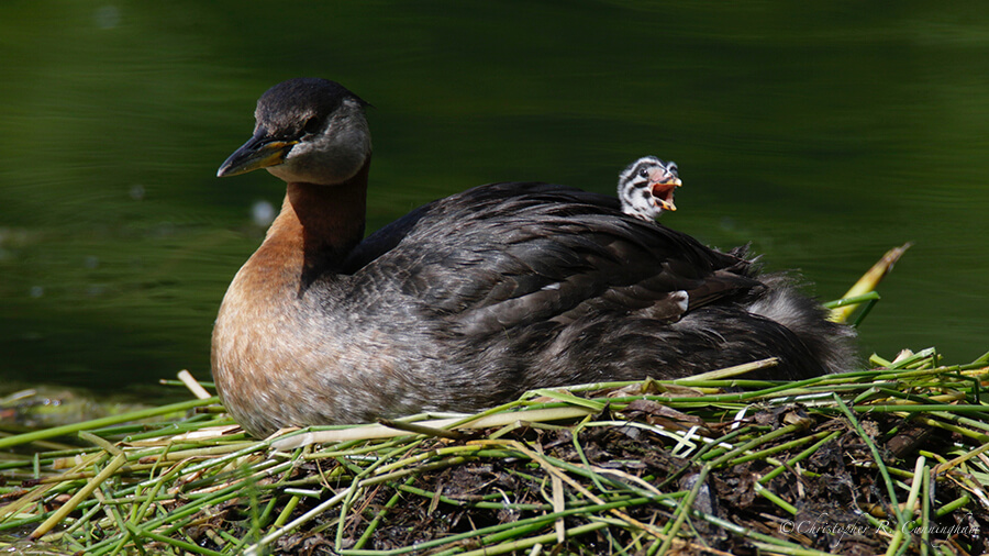 A Red-necked Grebe Chick Calls for Food, Alaska