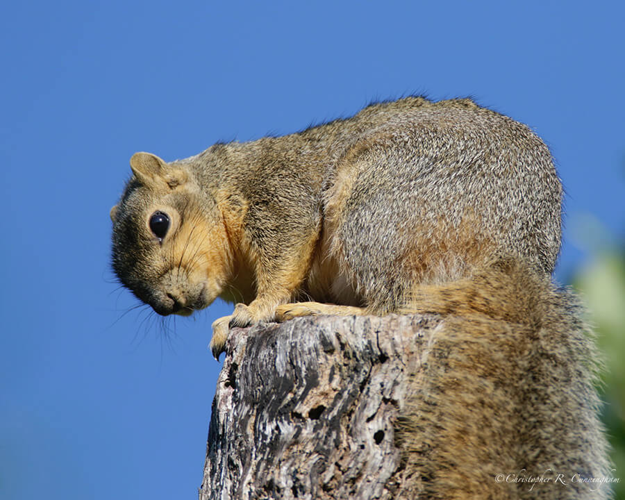 Sunbathing Fox Squirrel, Lafitte's Cove, Galveston Island, Texas