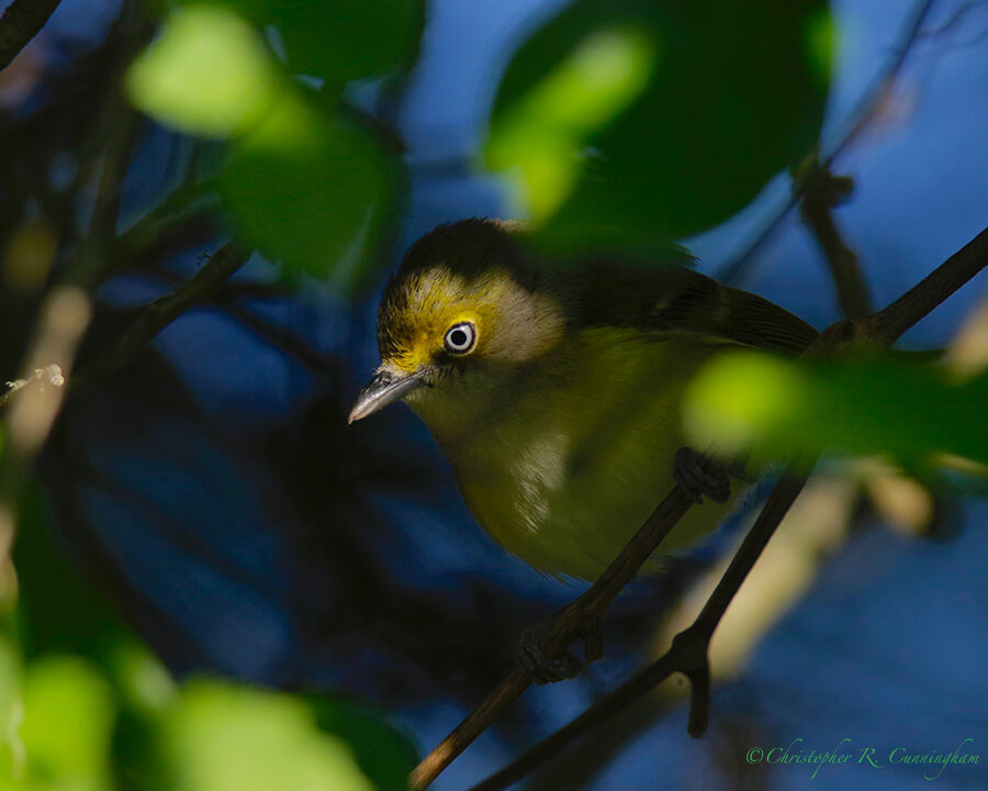 White-eyed Vireo in the Shadows, Lafitte's Cove, Galveston Island, Texas