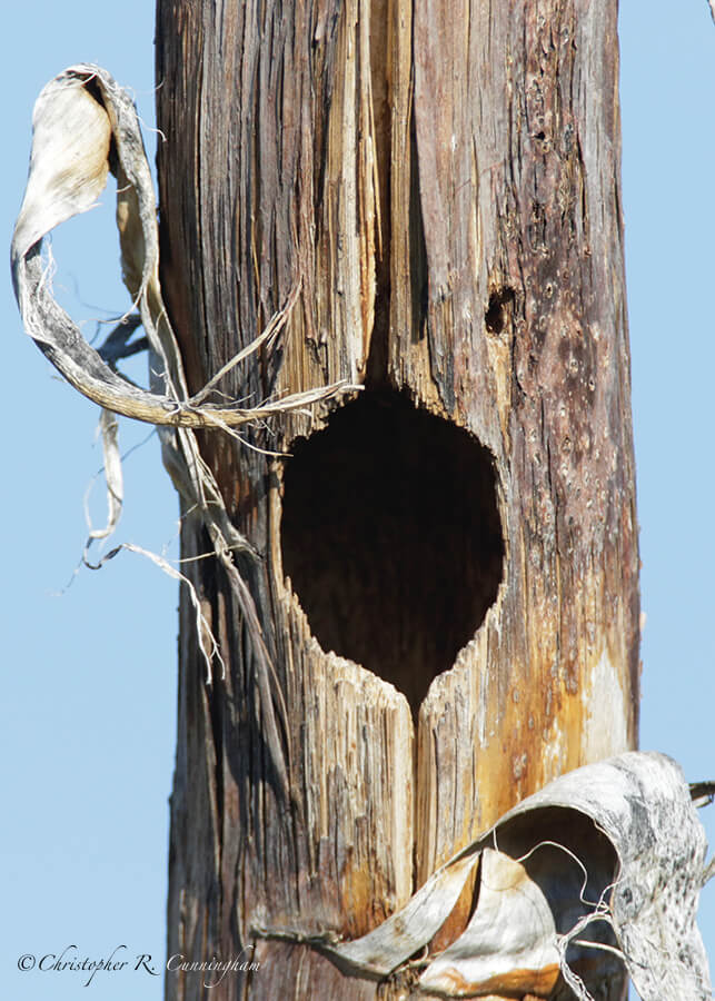 Nest Cavity in Agave Bloom Stalk, Cave Creek Canyon, Arizona