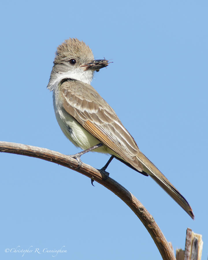 Ash-throated Flycatcher with Grasshopper, Cave Creek Canyon, Arizona