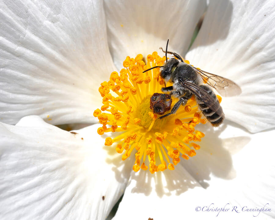 Bee on Prickly Poppy Flower, Cave Creek Canyon, Arizona