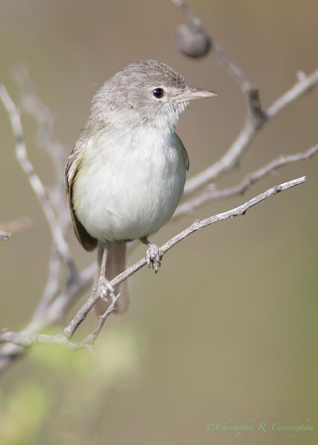 Bell's Vireo, Jasper's Feeders, near Portal, Arizona