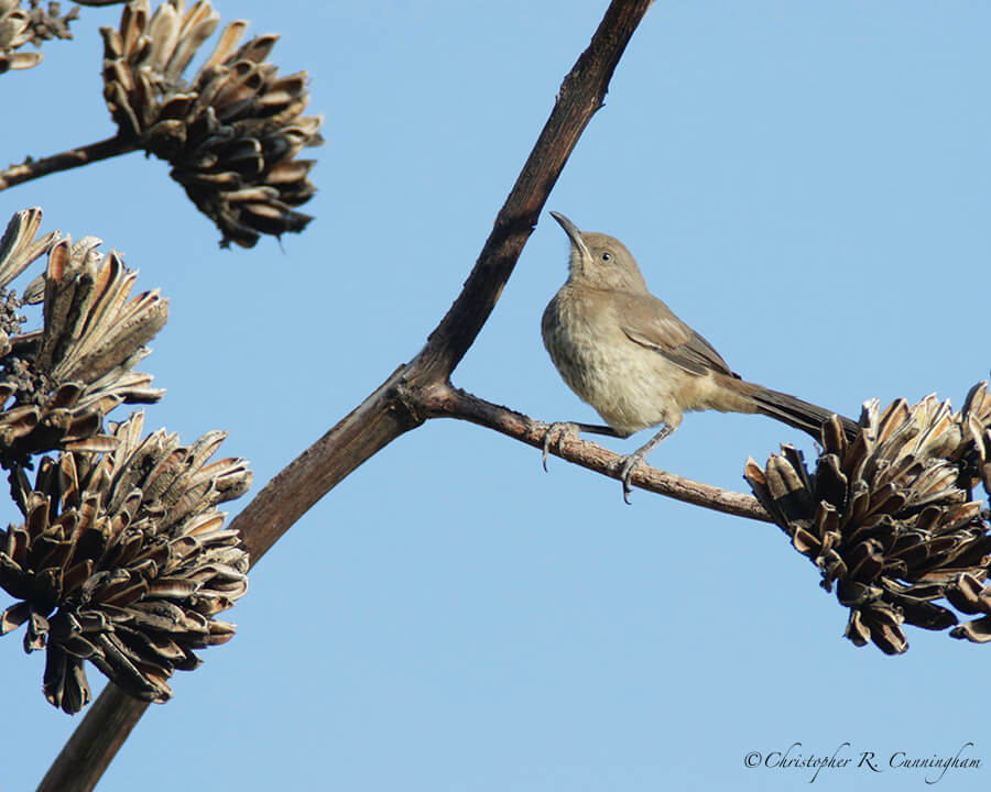 Bendire's Thrasher on Agave, Cave Creek Canyon, Arizona