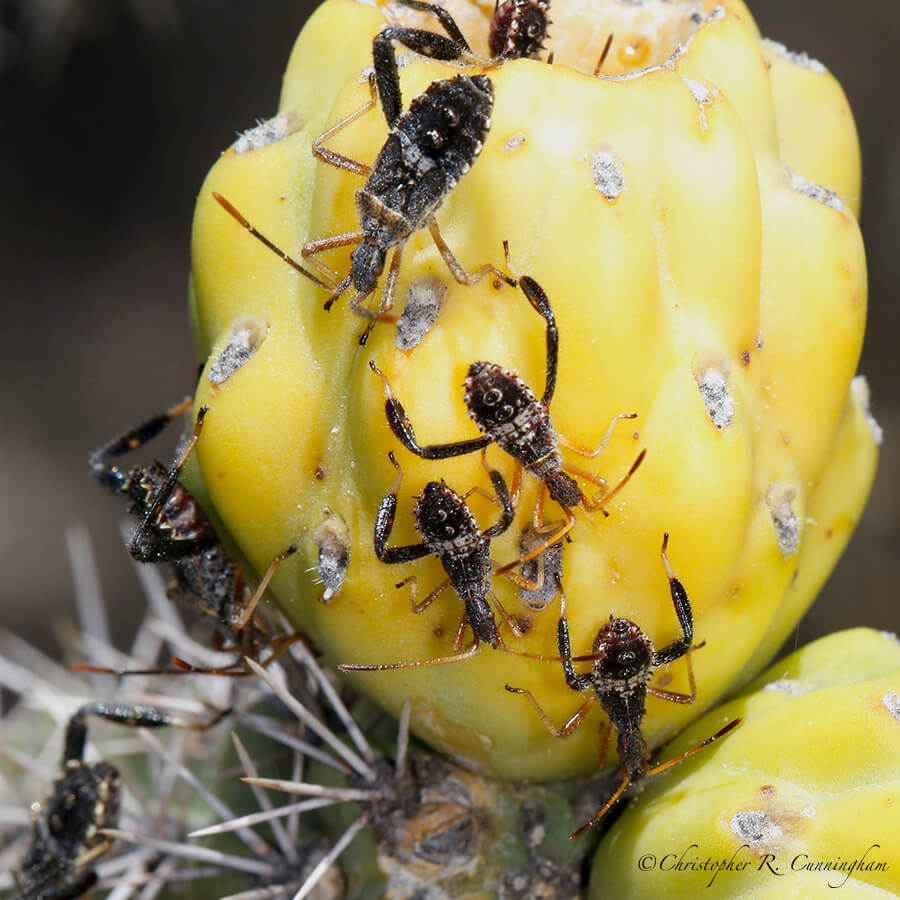 Immature leaf-footed bugs emerge from inside a Cholla, Cave Creek Canyon, Arizona