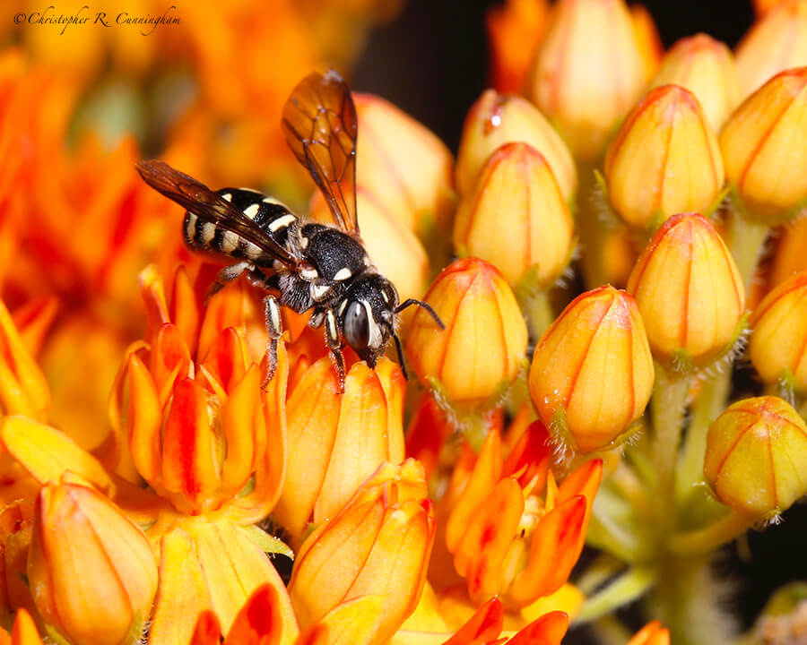 Bee on butterfly weed, South Fork, Cave Creek Canyon, Arizona