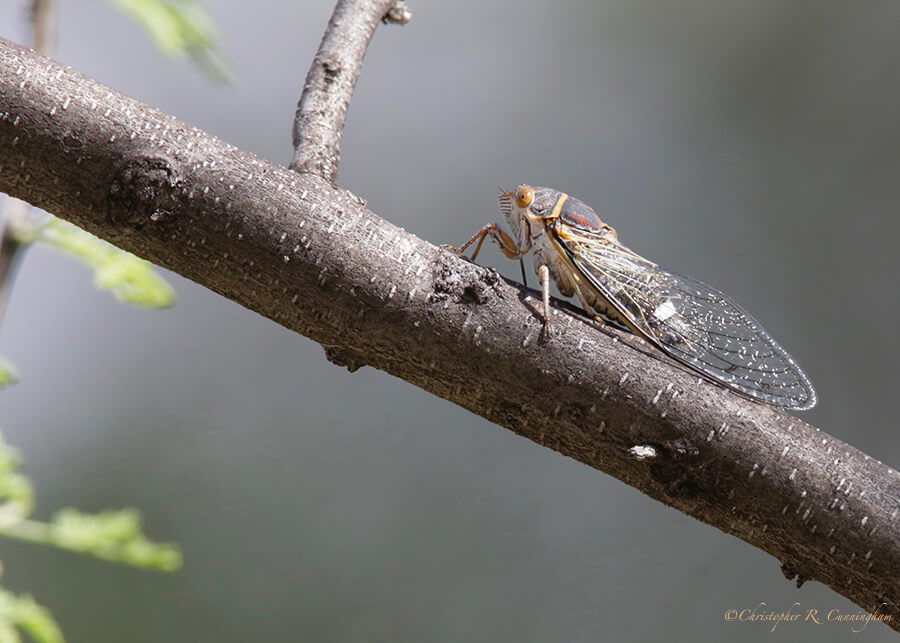Cicada, Portal, Arizona