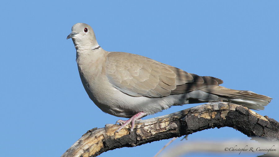 Eurasian Collared Dove, Portal, Arizona