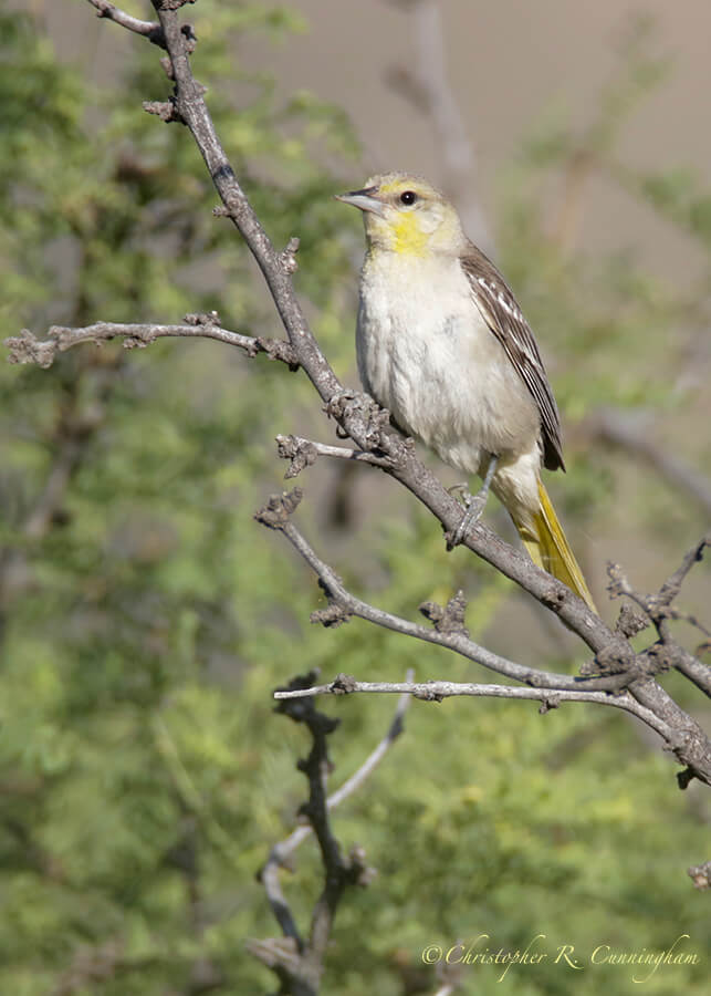 Female Bullock's Oriole, Cave Creek Canyon, Arizona