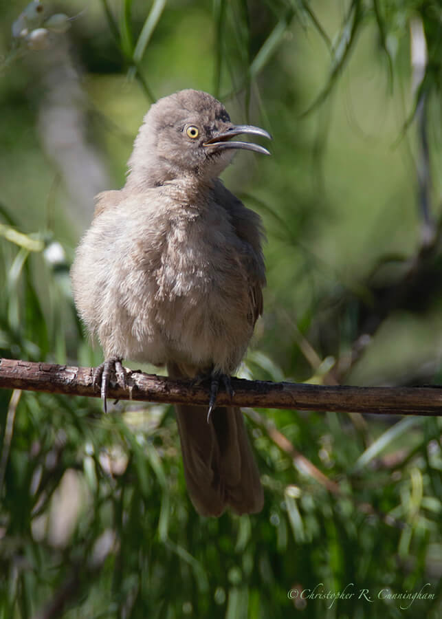 Juvenile Thrasher, Jasper's Feeders, near Portal, Arizona