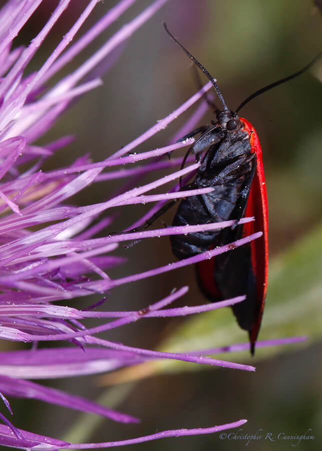 Moth on Thistle, South Fork, Cave Creek Canyon, Arizona