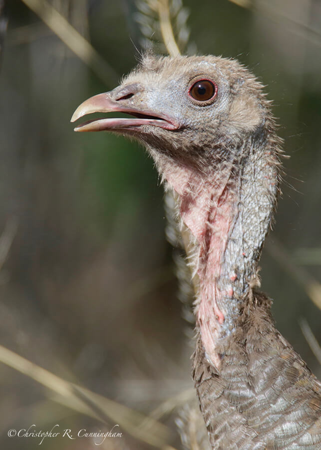 Portrait Turkey, Chiricasa, Portal, Arizona