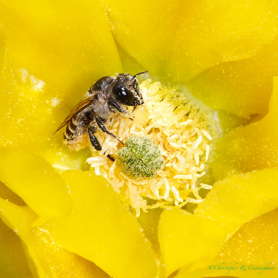 Bee on prickly pear cactus flower, Portal, Arizona