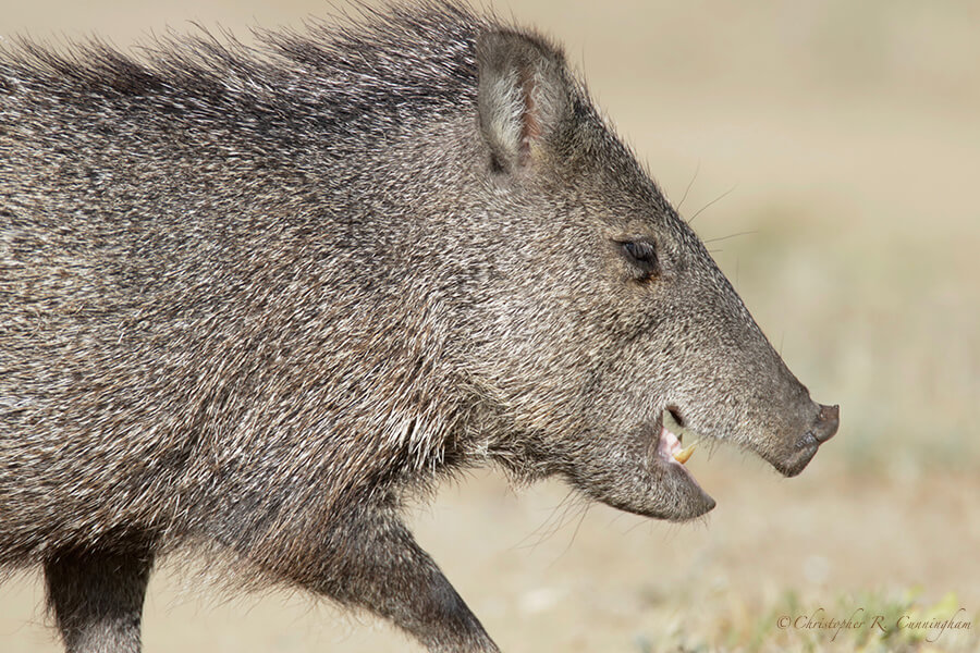 Running Javelina, Cave Creek Canyon, Arizona