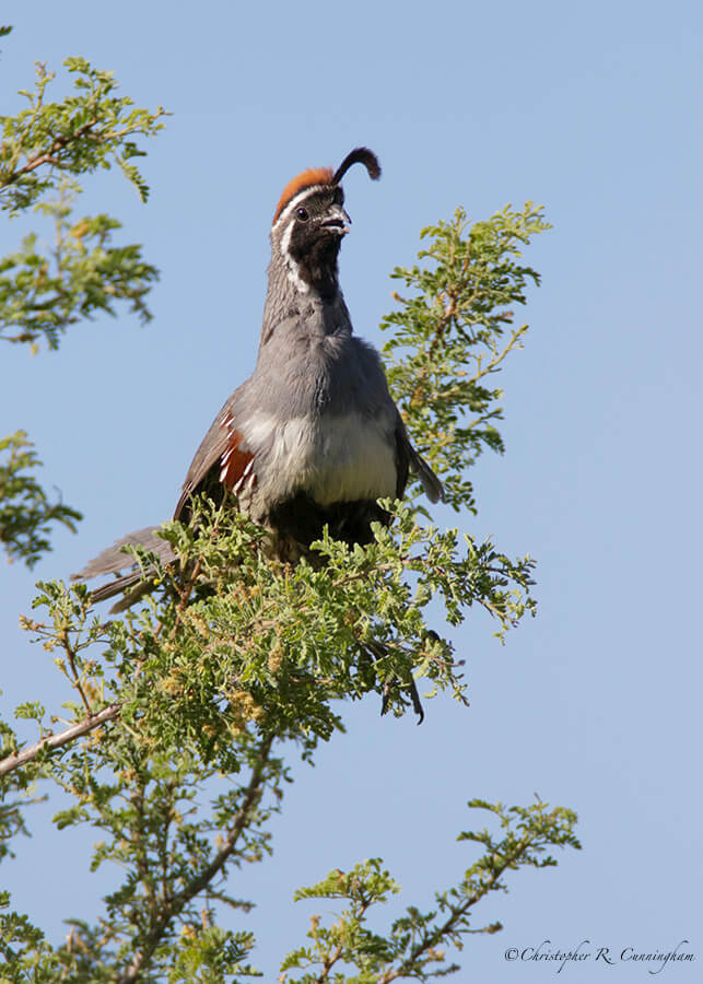 Calling Male Gambel's Quail, Jasper's Feeders, near Portal, Arizona