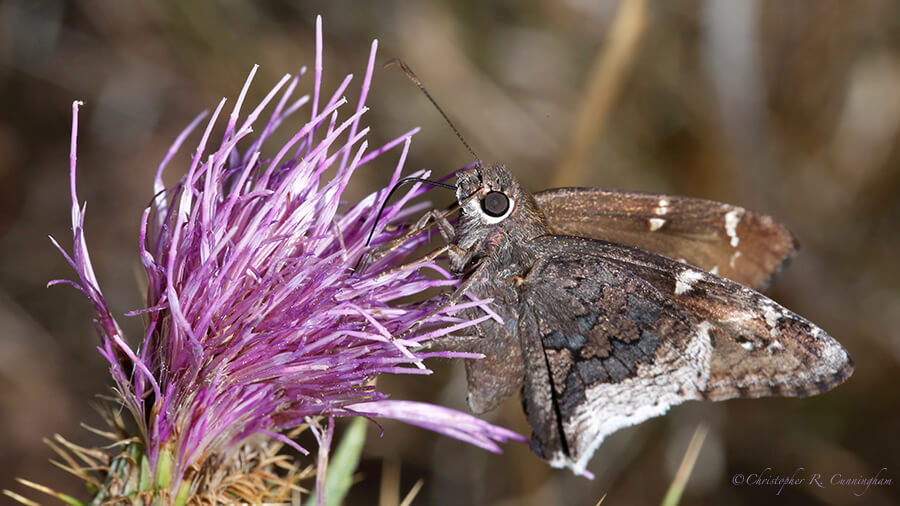 Butterfly on Thistle, South Fork, Cave Creek Canyon, Arizona