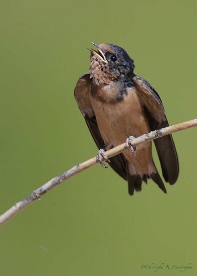 Young Barn Swallow, Willow Tank, near Rodeo, New Mexico