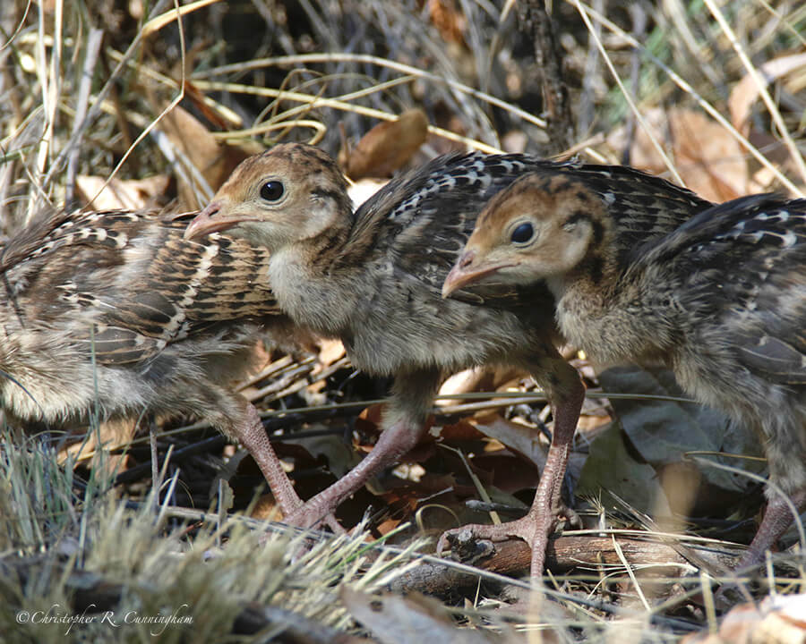 Young Turkeys, Chiricasa, Portal, Arizona