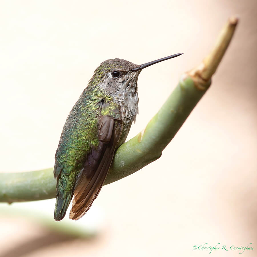 Female Broad-tailed Hummingbird, Arizona Sonora Desert Museum, Tucson, Arizona