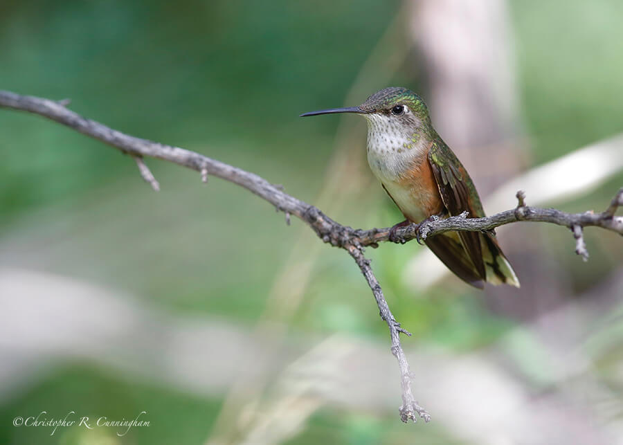 Female Rufous Hummingbird, Arizona Sonora Desert Museum, Tucson, Arizona