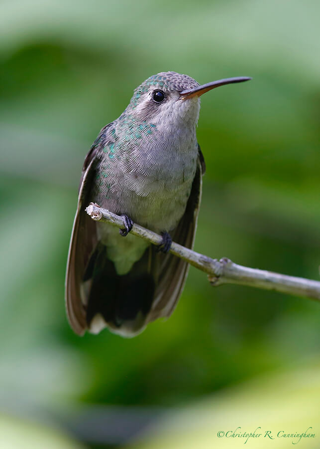 Female Broad-billed Hummingbird, Arizona Sonora Desert Museum, Tucson, Arizona