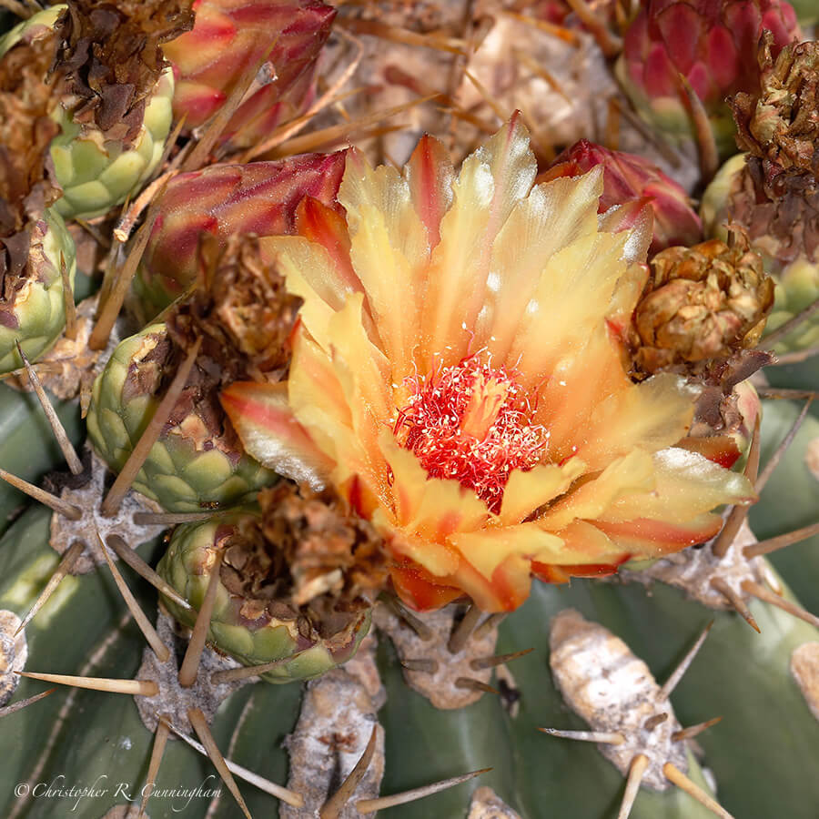 Alamos Barrel Cactus, Arizona Sonora Desert Museum, Tucson, Arizona
