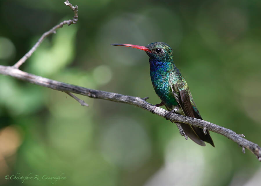 Male Broad-billed Hummingbird, Arizona Sonora Desert Museum, Tucson, Arizona