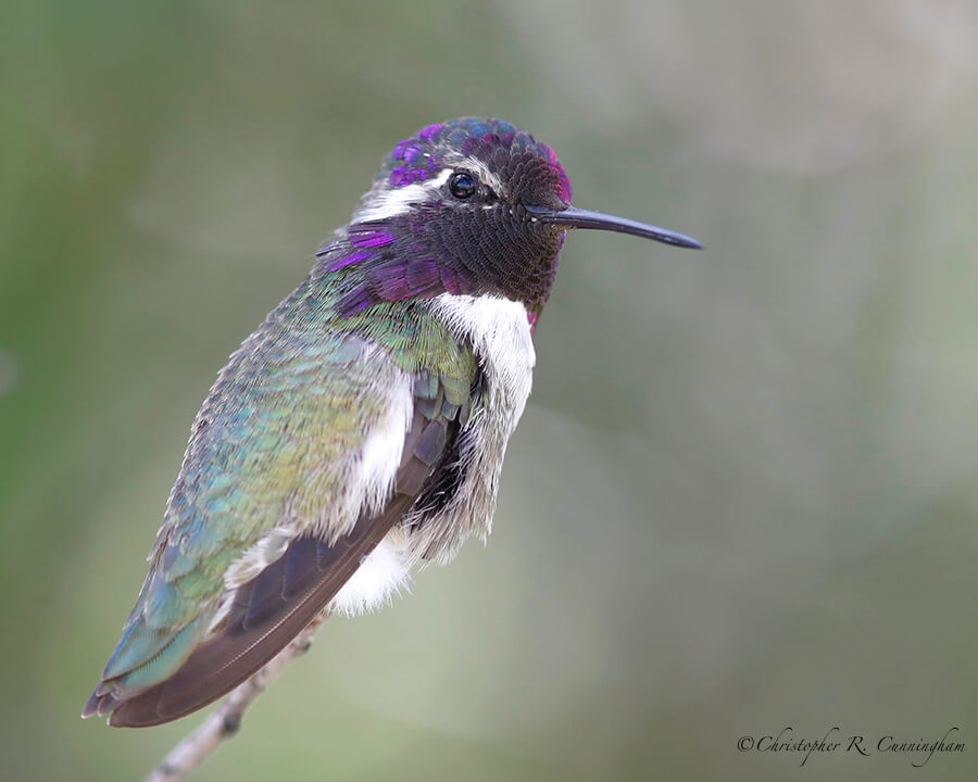 Male Costa's Hummingbird, Arizona Sonora Desert Museum, Tucson, Arizona